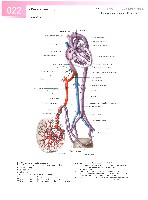 Sobotta Atlas of Human Anatomy  Head,Neck,Upper Limb Volume1 2006, page 29